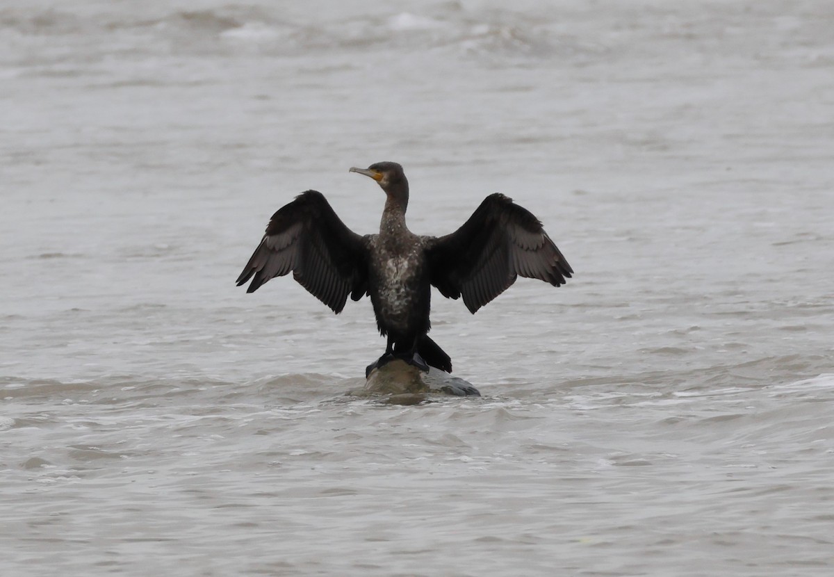 Great Cormorant - ML642817969