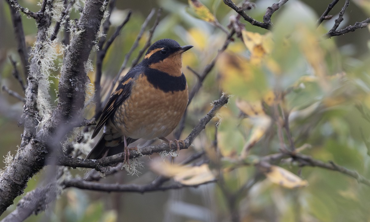 Varied Thrush - ML642817972