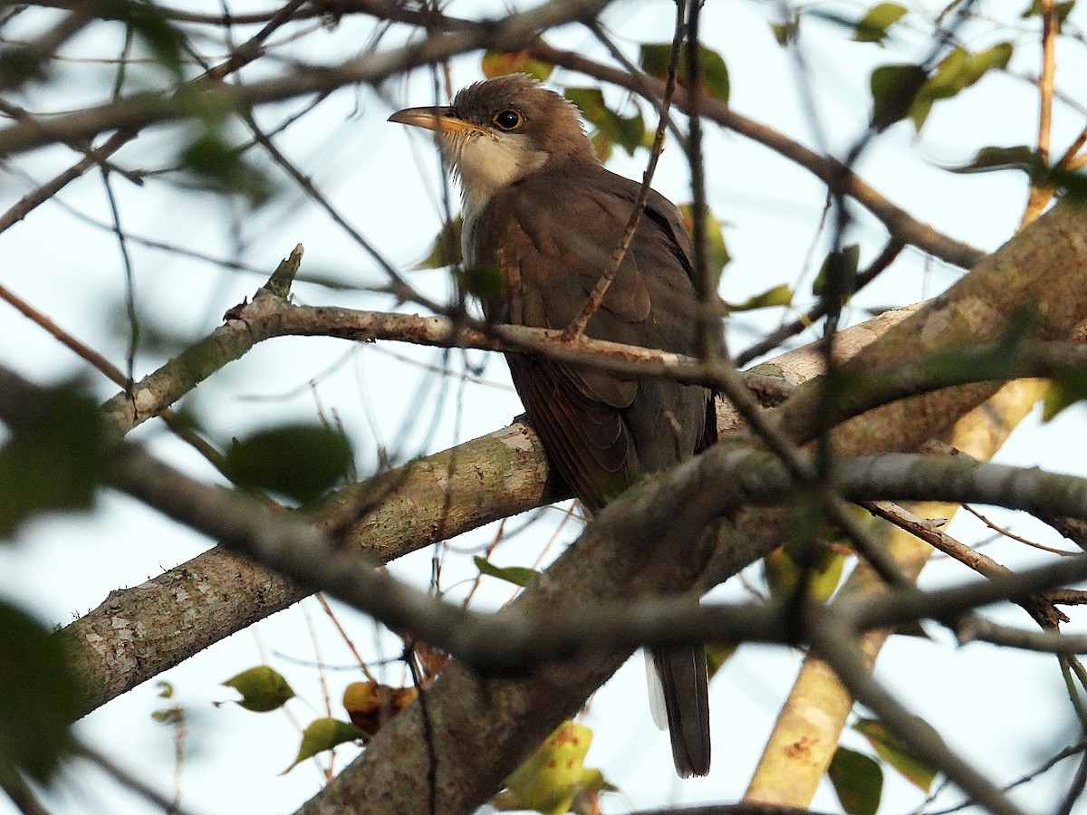 Yellow-billed Cuckoo - ML642817981