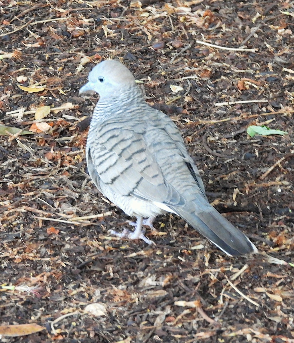 Zebra Dove - ML642817982