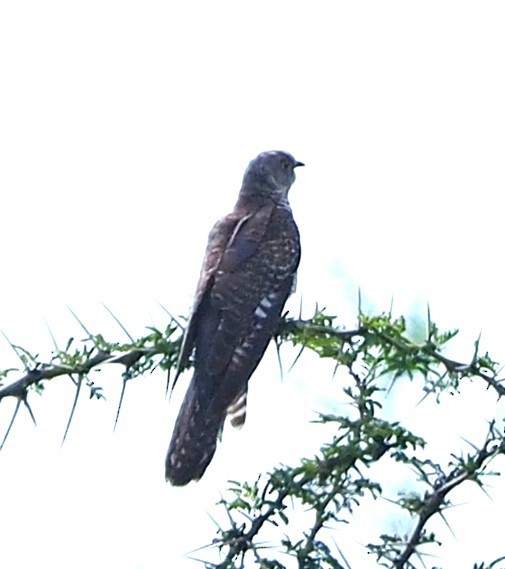African Cuckoo - ML642817987