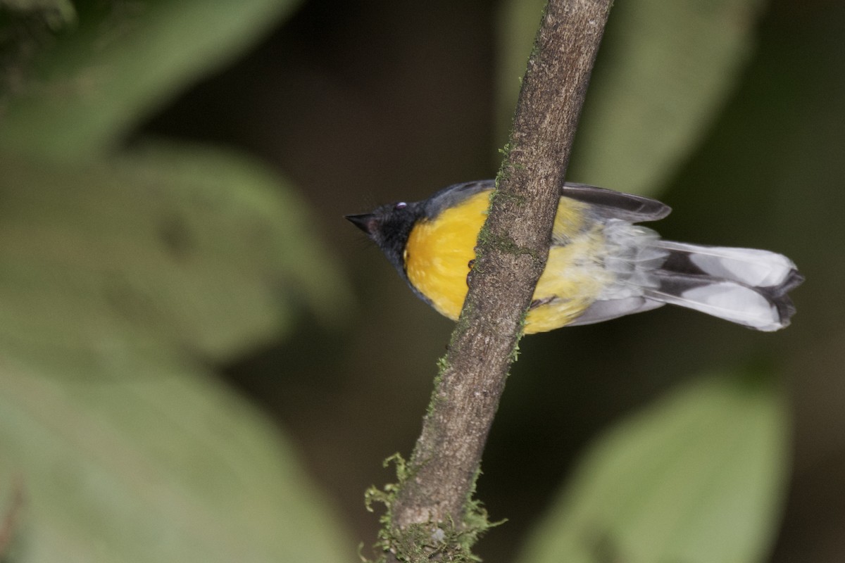 Slate-throated Redstart - ML642817992