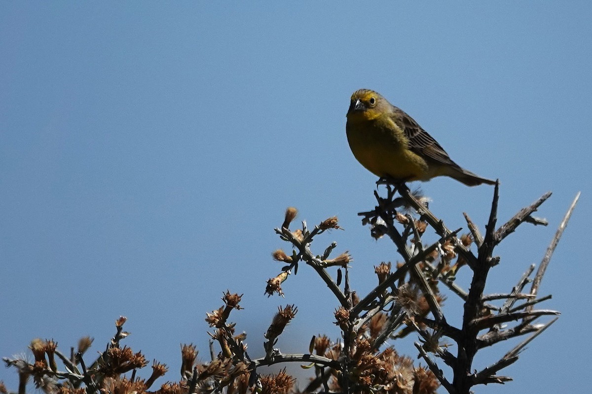 Grassland Yellow-Finch - ML642817998