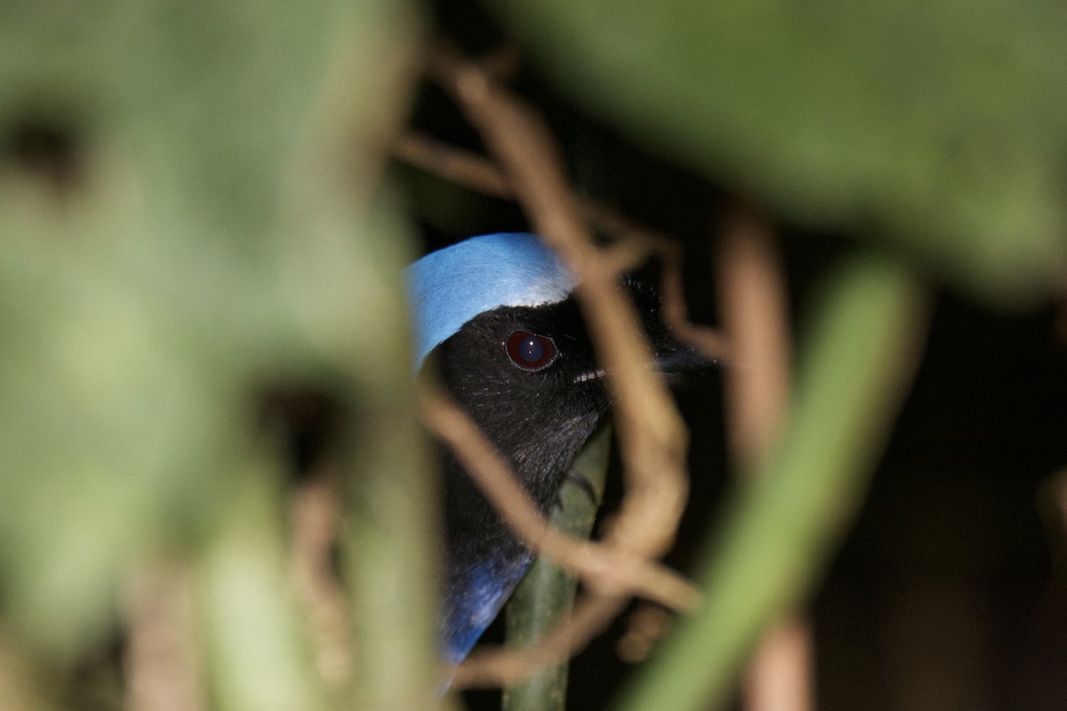 Azure-hooded Jay - ML642818000