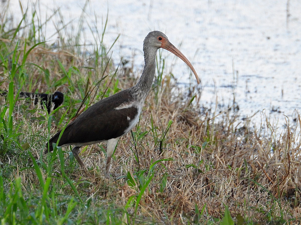 White Ibis - ML642818003