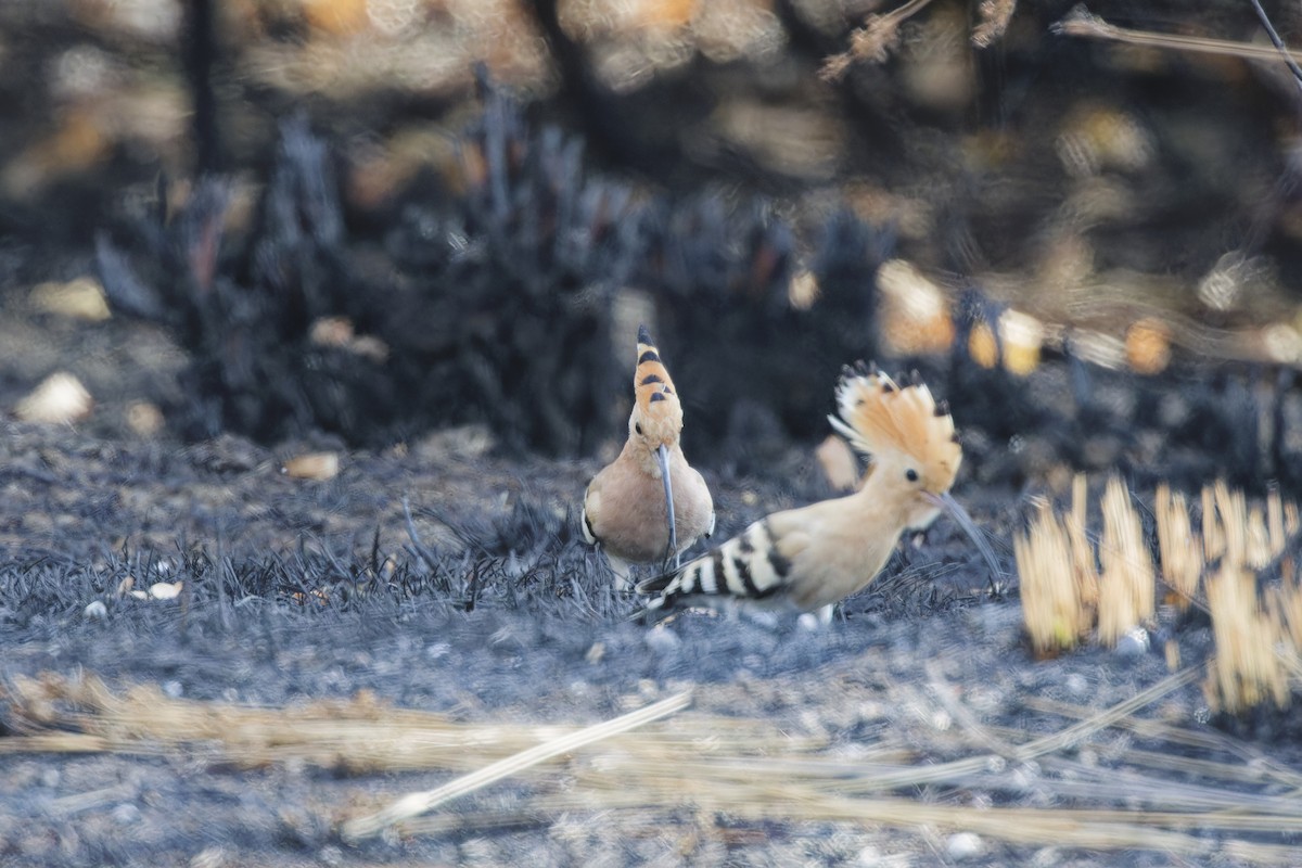 Eurasian Hoopoe - ML642818014