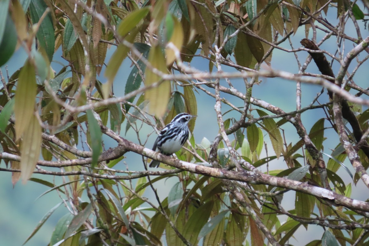 Black-and-white Warbler - ML642818017