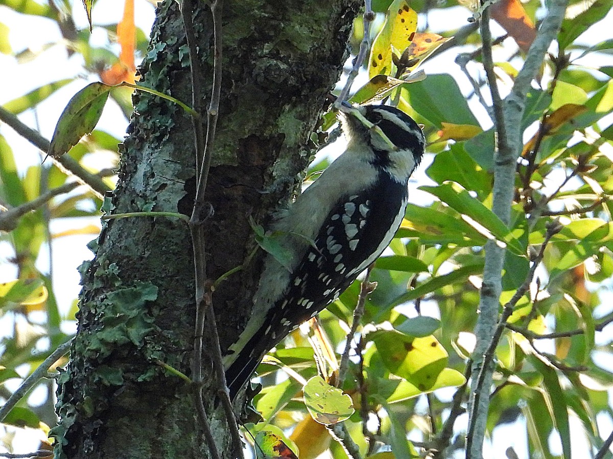 Downy Woodpecker - ML642818019