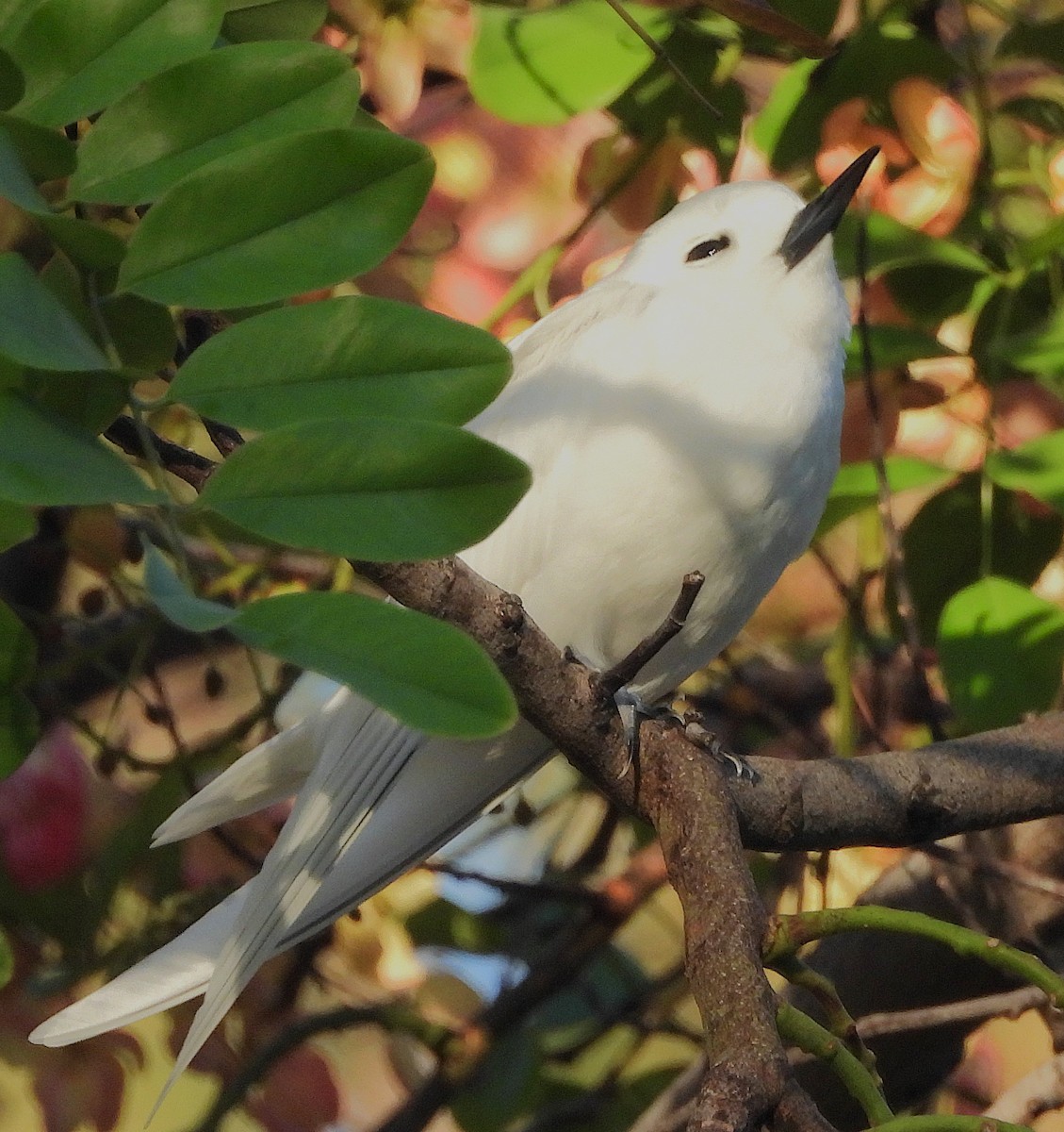 White Tern - ML642818023