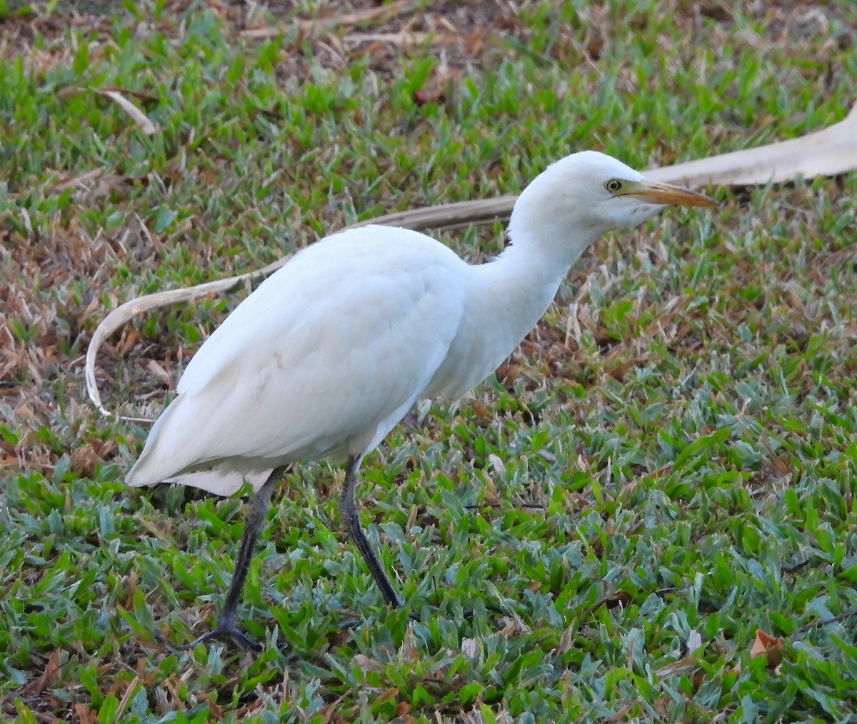 Western Cattle-Egret - ML642818033
