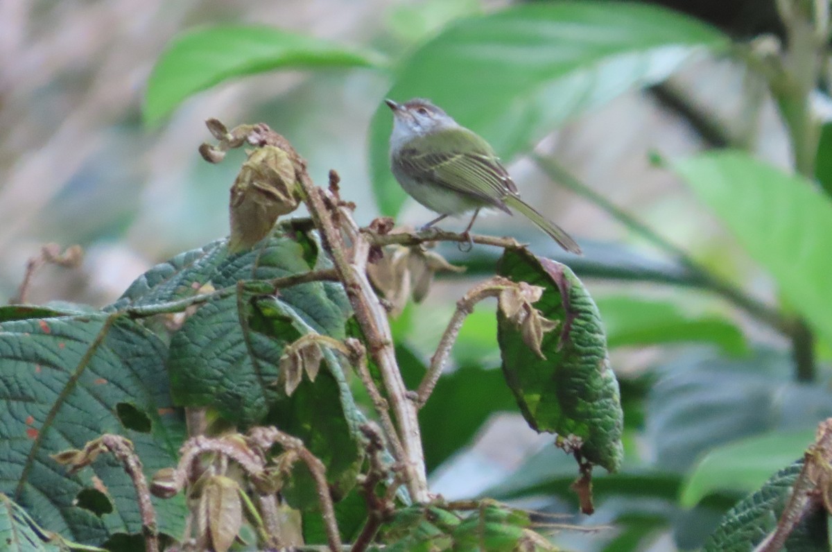 Yellow-olive Flatbill - ML642818035