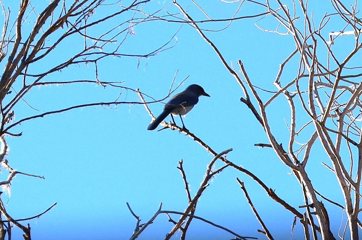 Woodhouse's Scrub-Jay - ML642818041