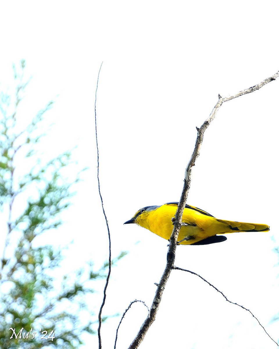 Orange Minivet - ML642818047