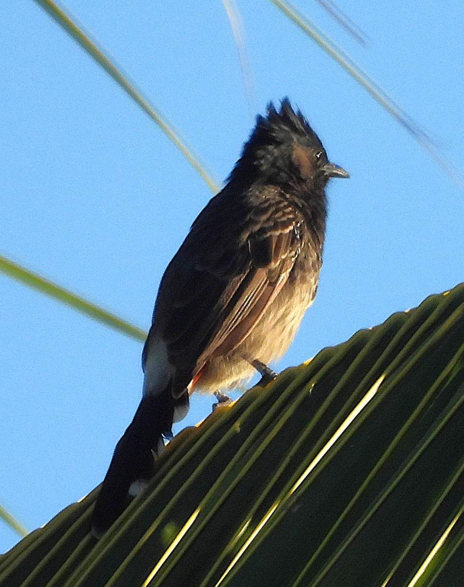 bulbul šupinkový - ML642818048