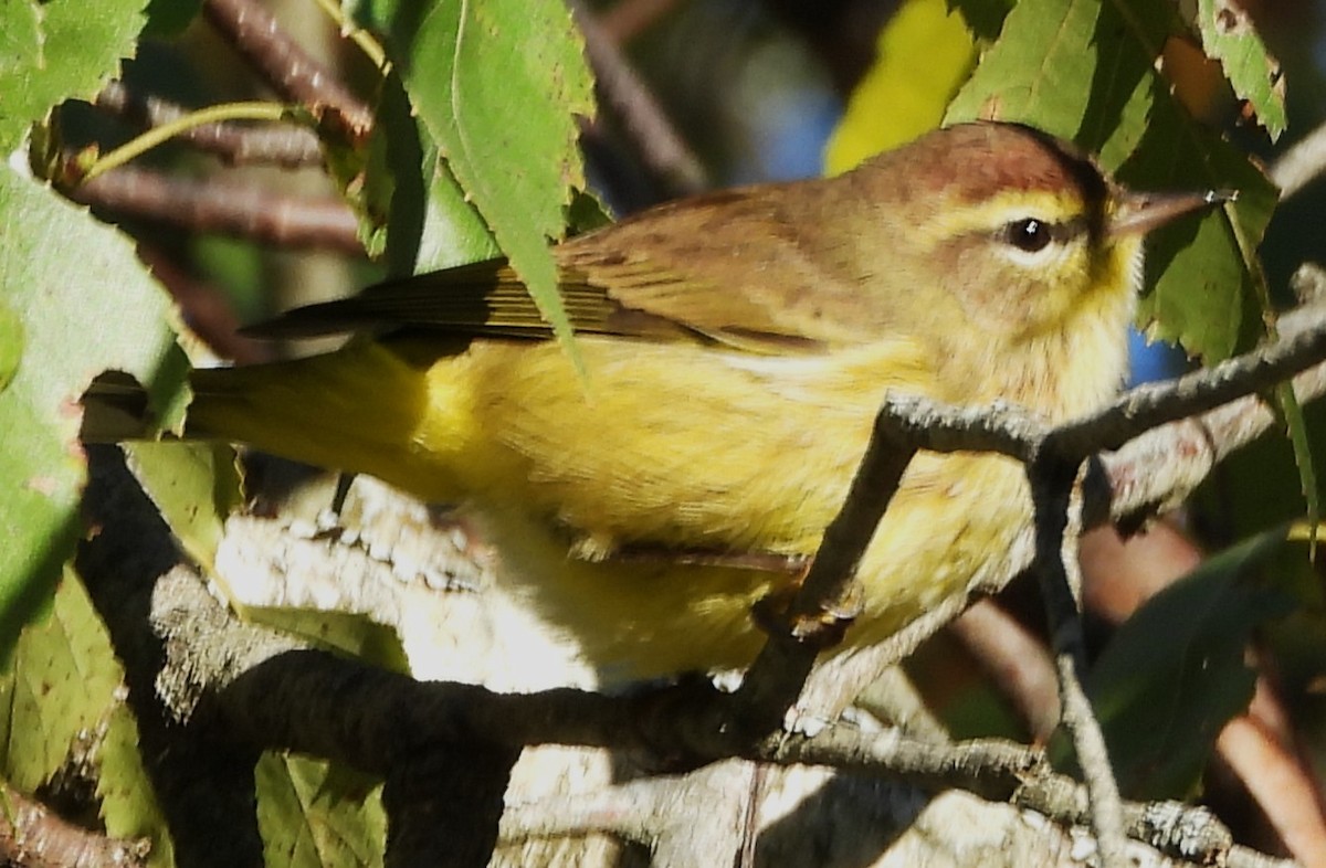 Palm Warbler - ML642818049