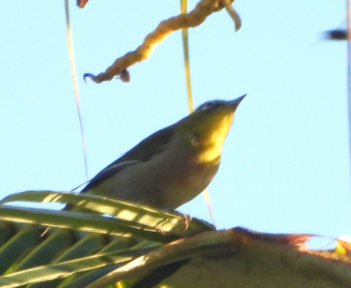 Warbling White-eye - ML642818051