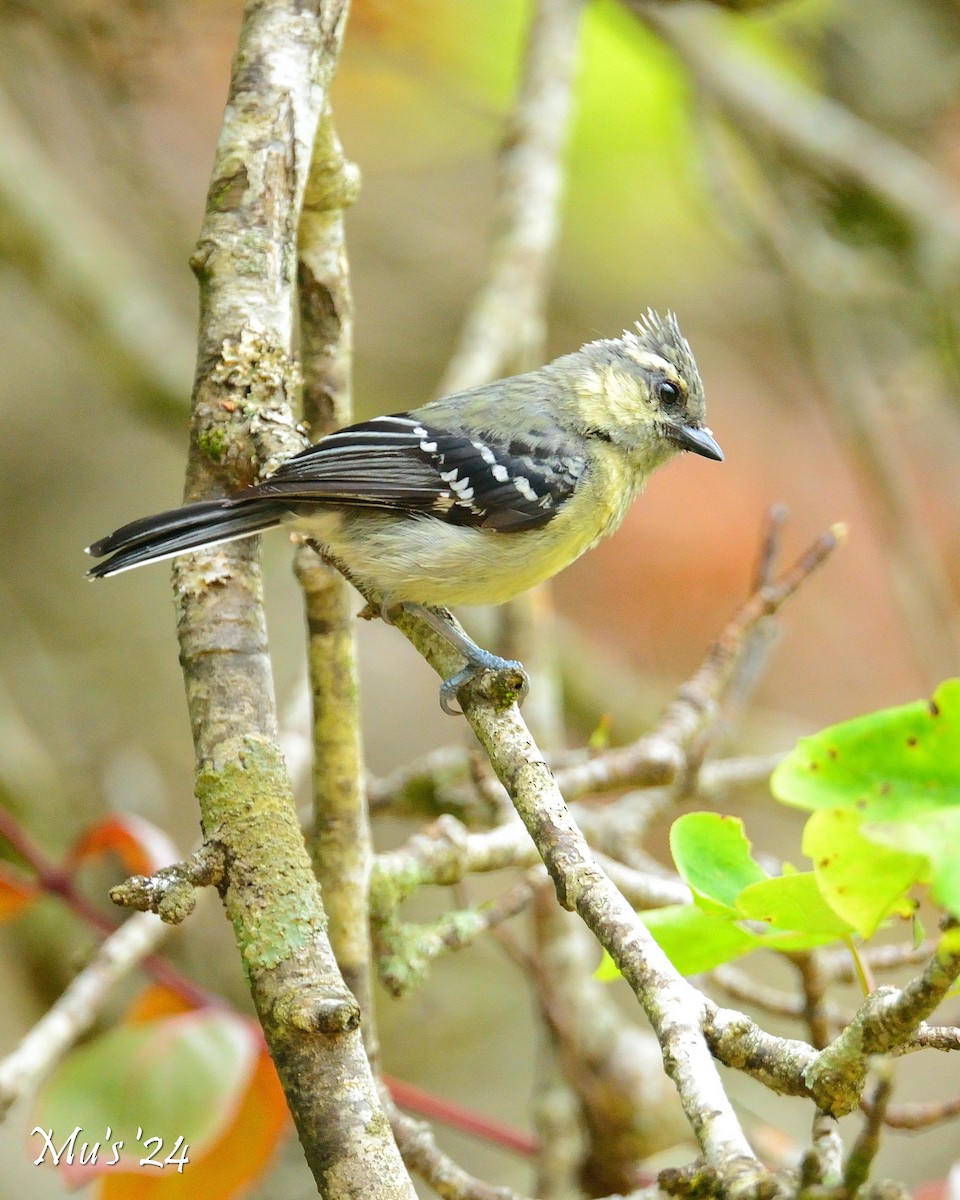 Indian Yellow Tit - ML642818054