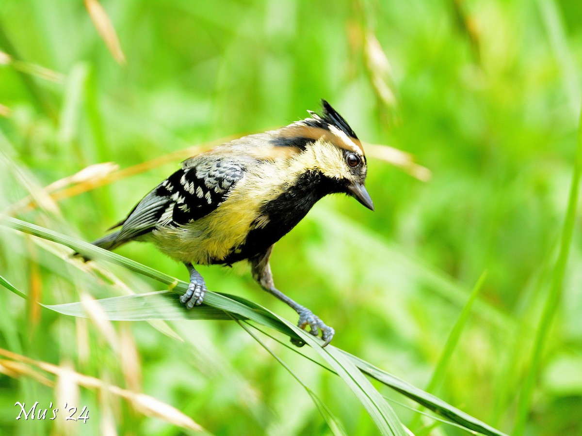Indian Yellow Tit - ML642818055