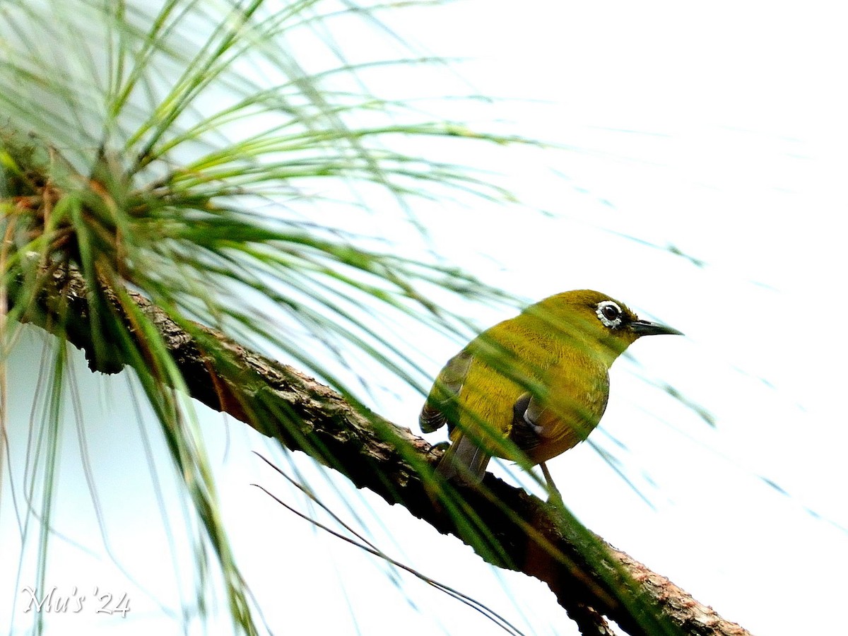 Indian White-eye - ML642818060
