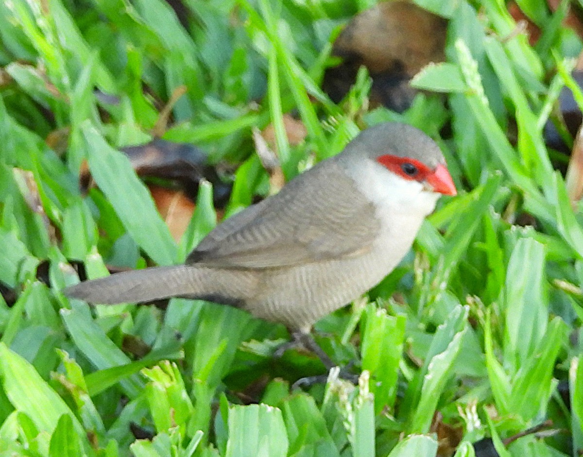 Common Waxbill - ML642818065