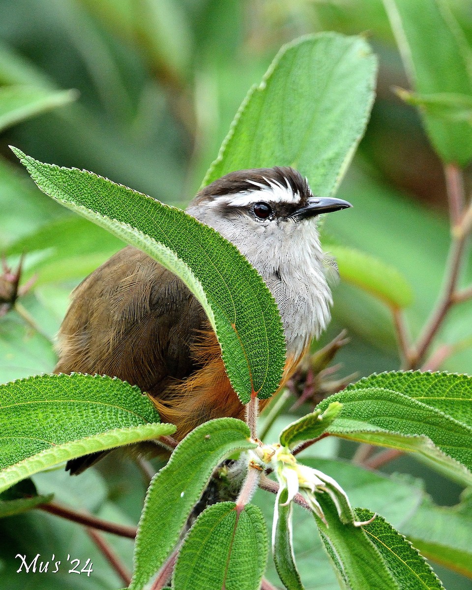 Palani Laughingthrush - ML642818068