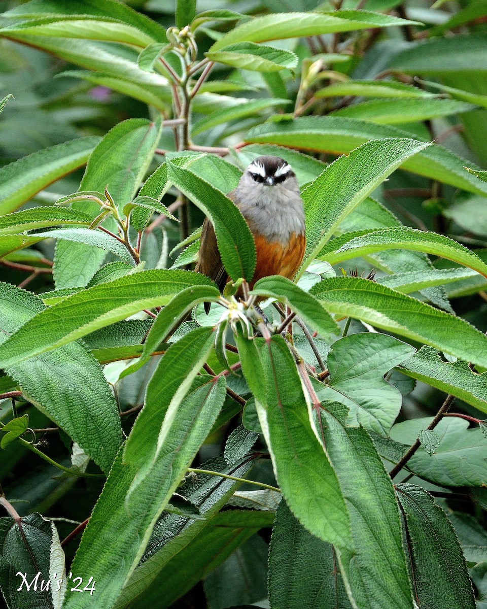 Palani Laughingthrush - ML642818069