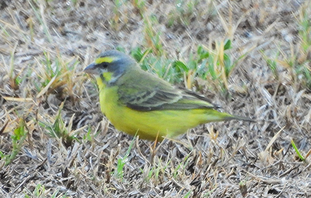 Yellow-fronted Canary - ML642818071