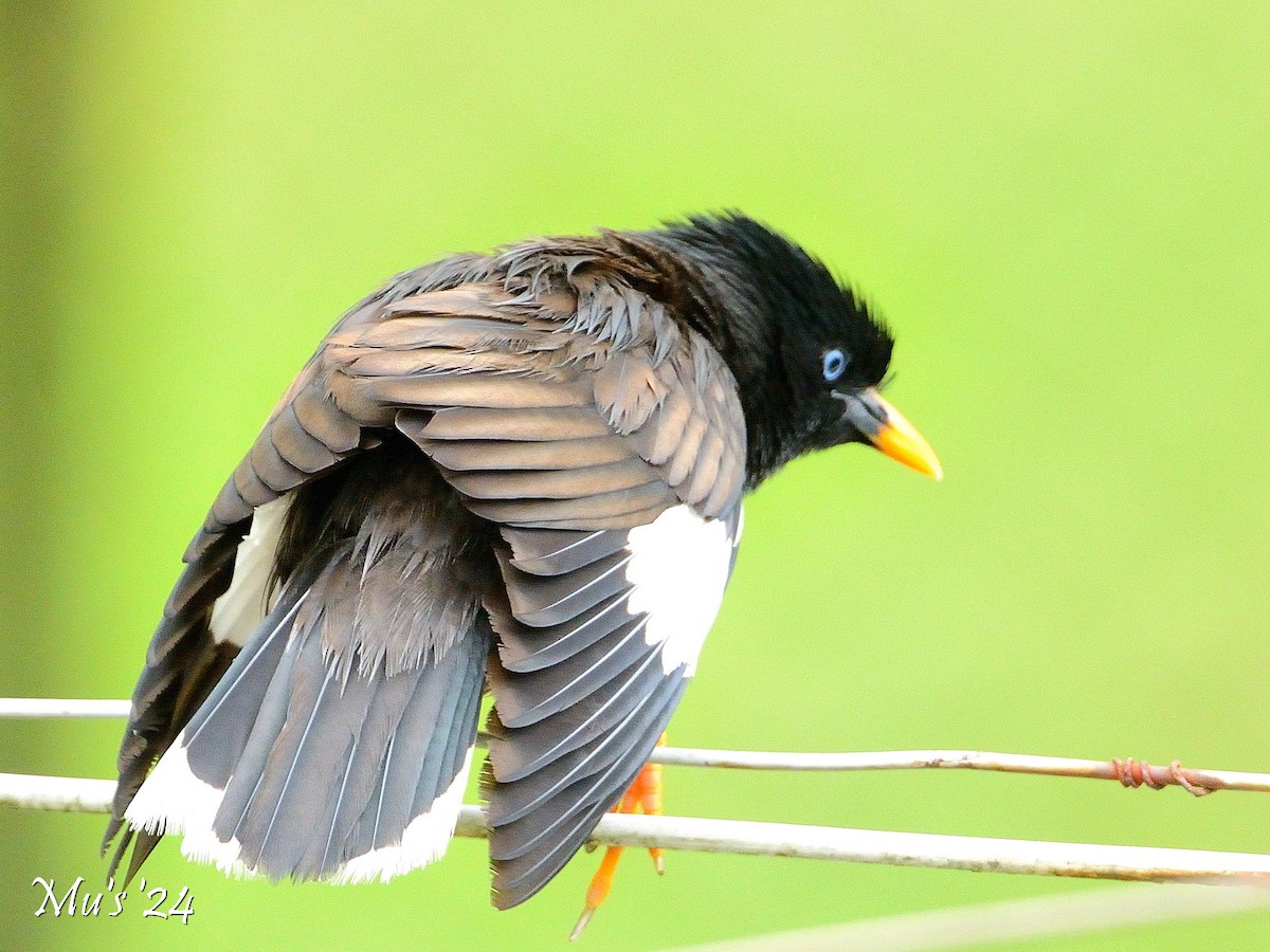 Jungle Myna - ML642818081