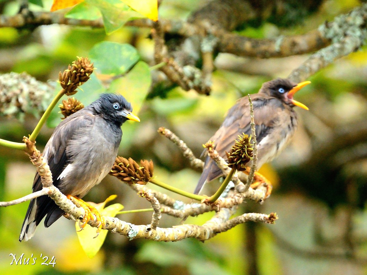Jungle Myna - ML642818082