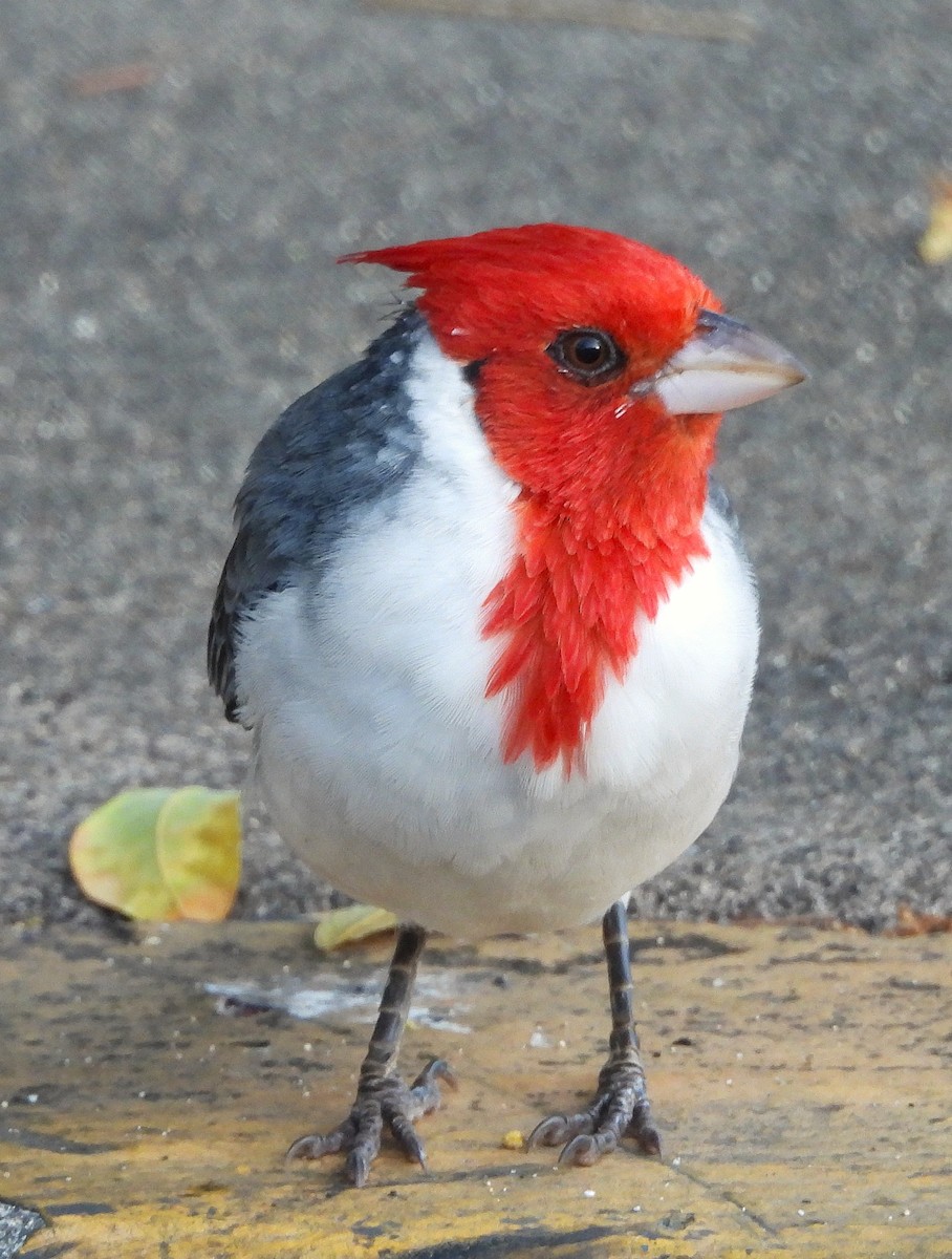Red-crested Cardinal - ML642818087