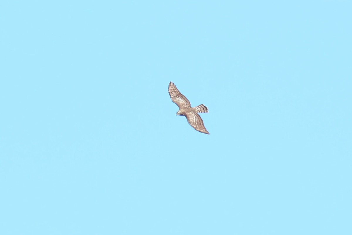 American Goshawk - ML642818089