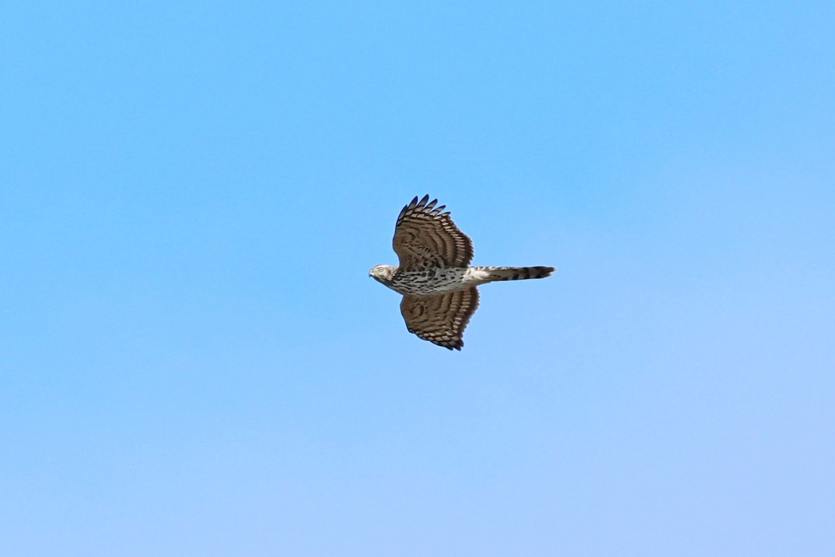 American Goshawk - ML642818092