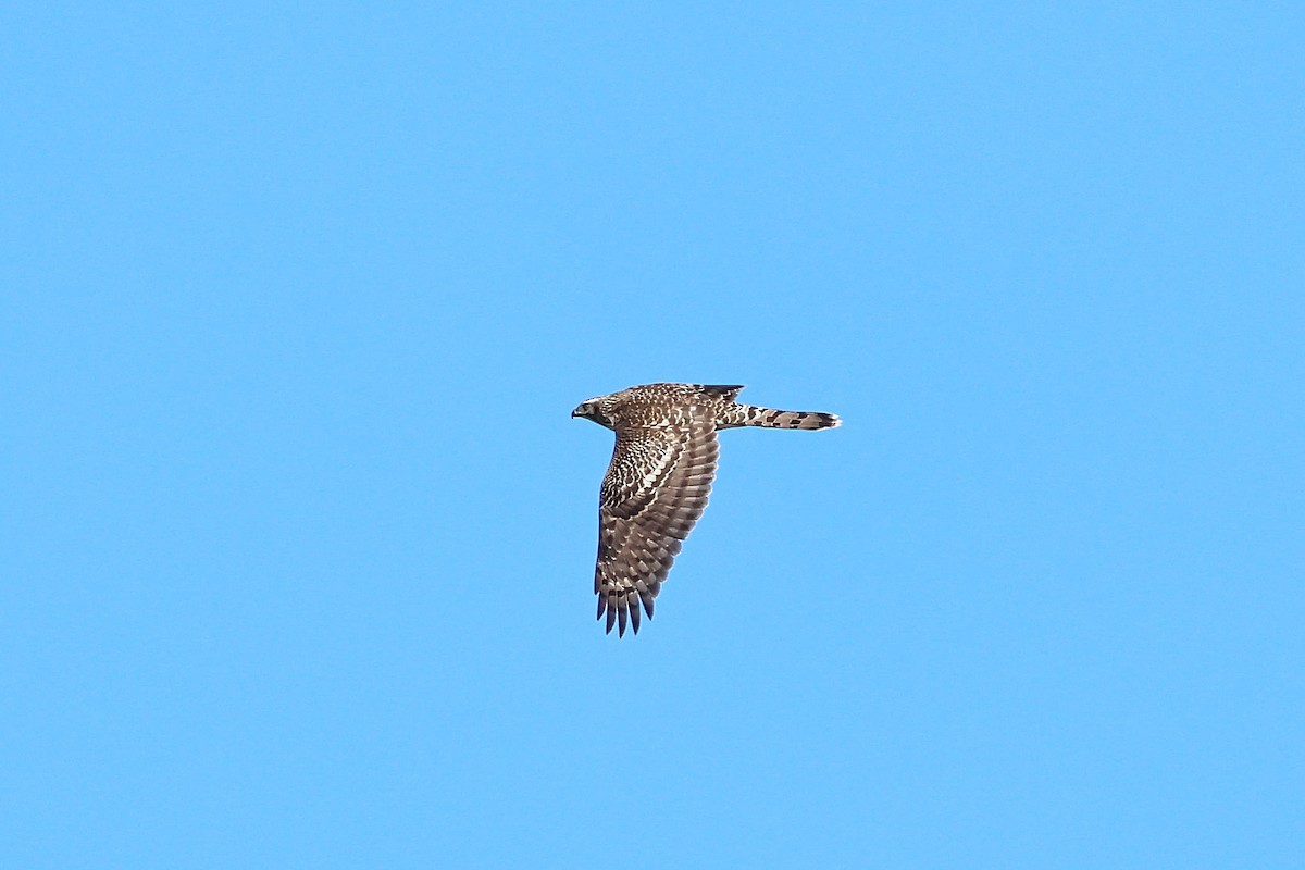American Goshawk - ML642818093