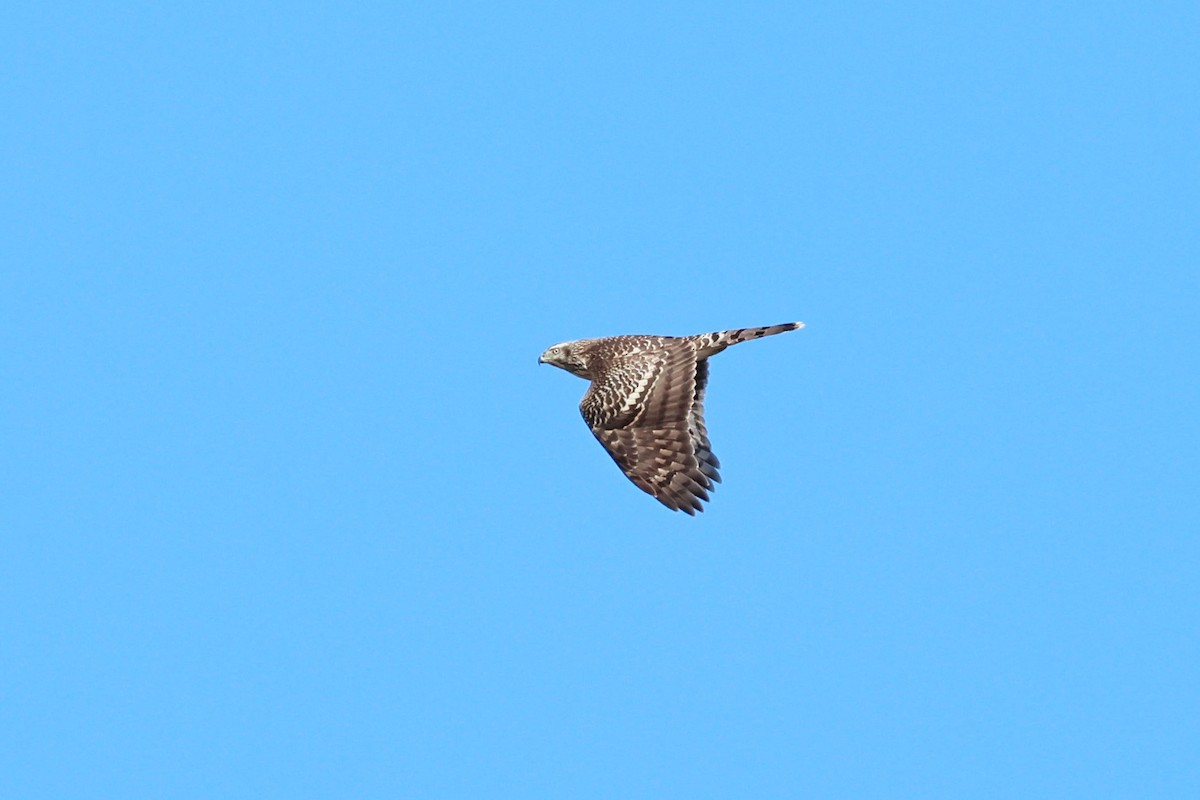 American Goshawk - ML642818098