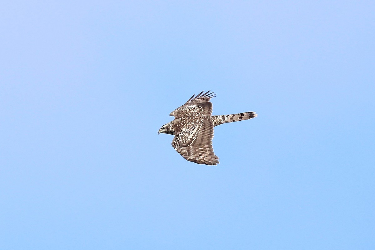 American Goshawk - ML642818099