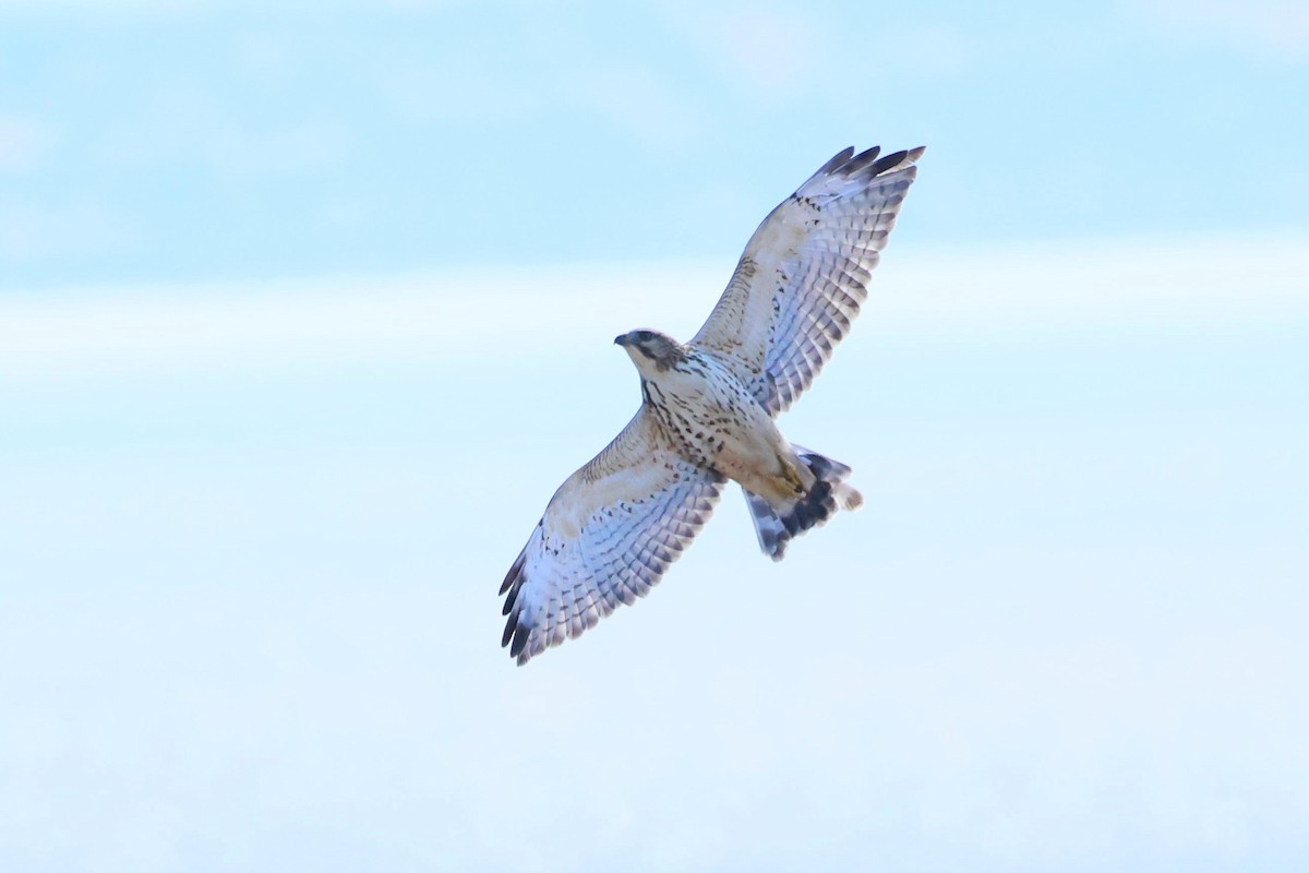 Broad-winged Hawk - ML642818109