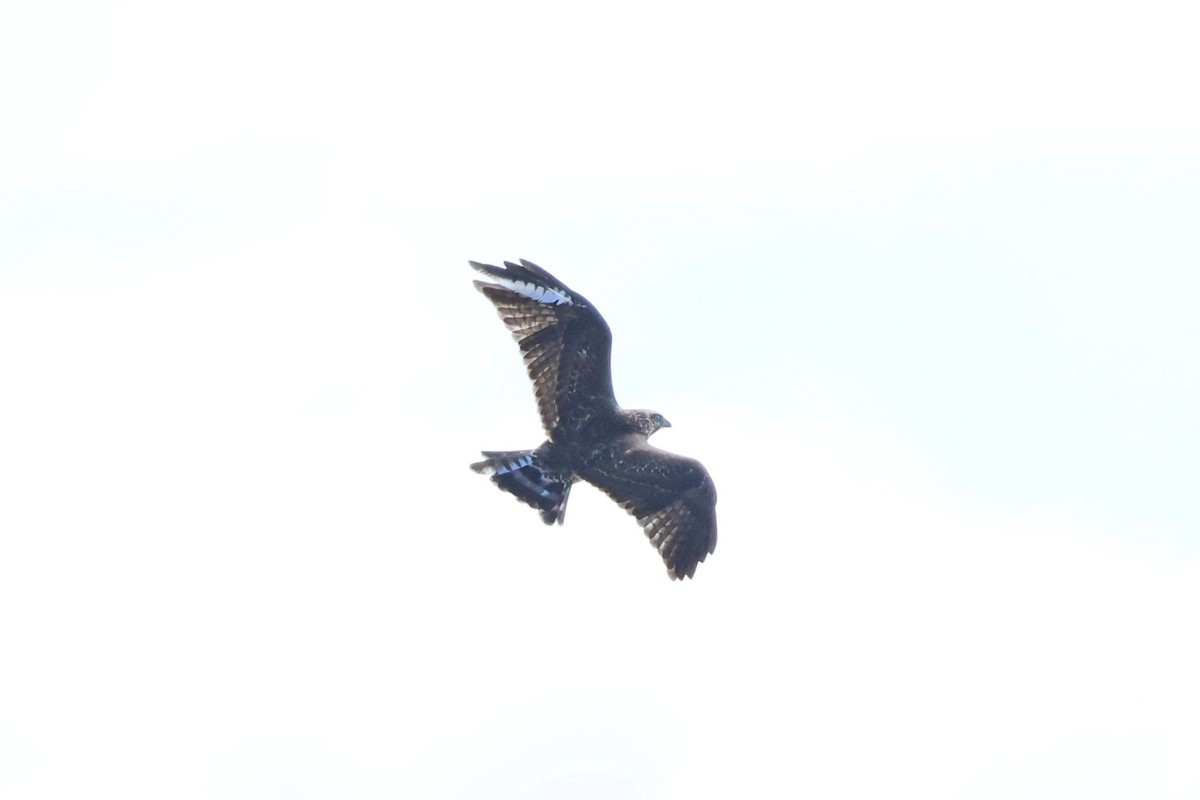 Broad-winged Hawk - ML642818111