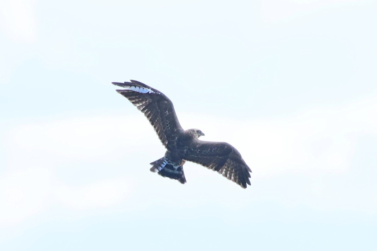 Broad-winged Hawk - ML642818112