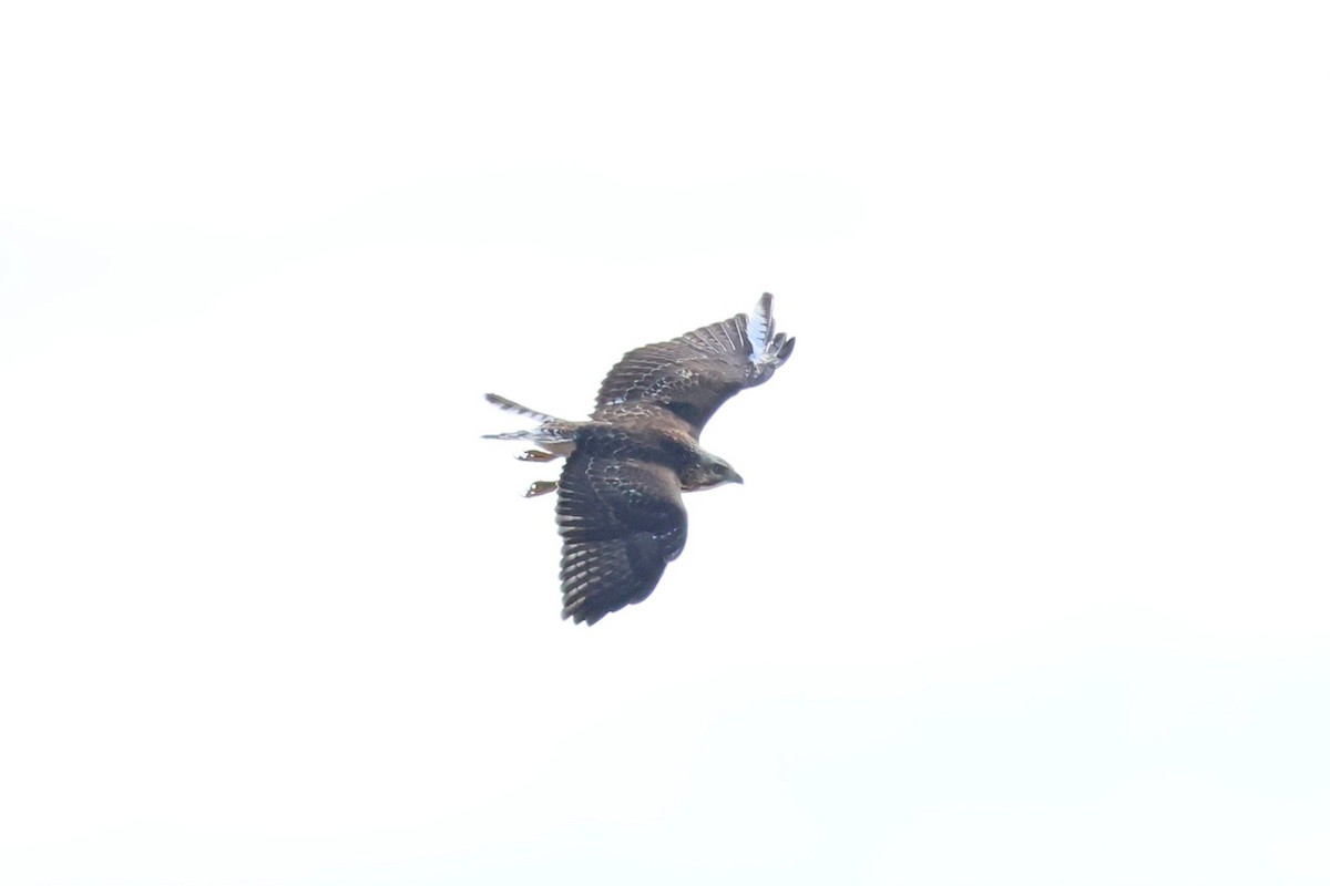 Broad-winged Hawk - ML642818113