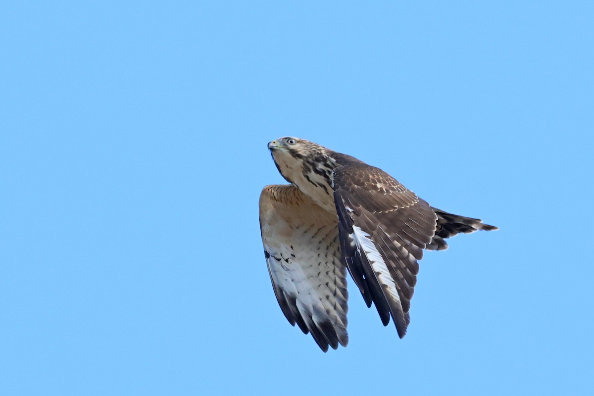Broad-winged Hawk - ML642818117