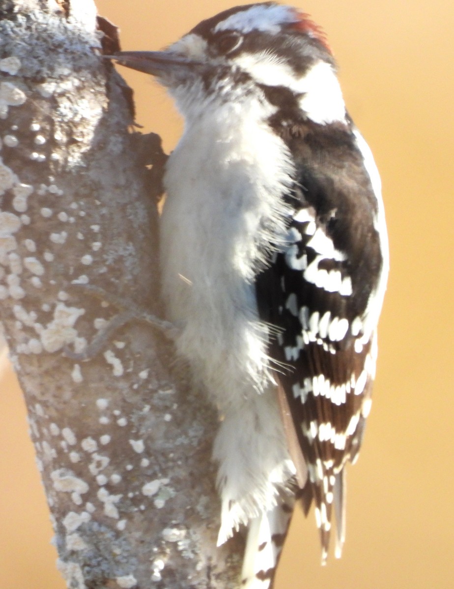 Downy Woodpecker - ML642818130