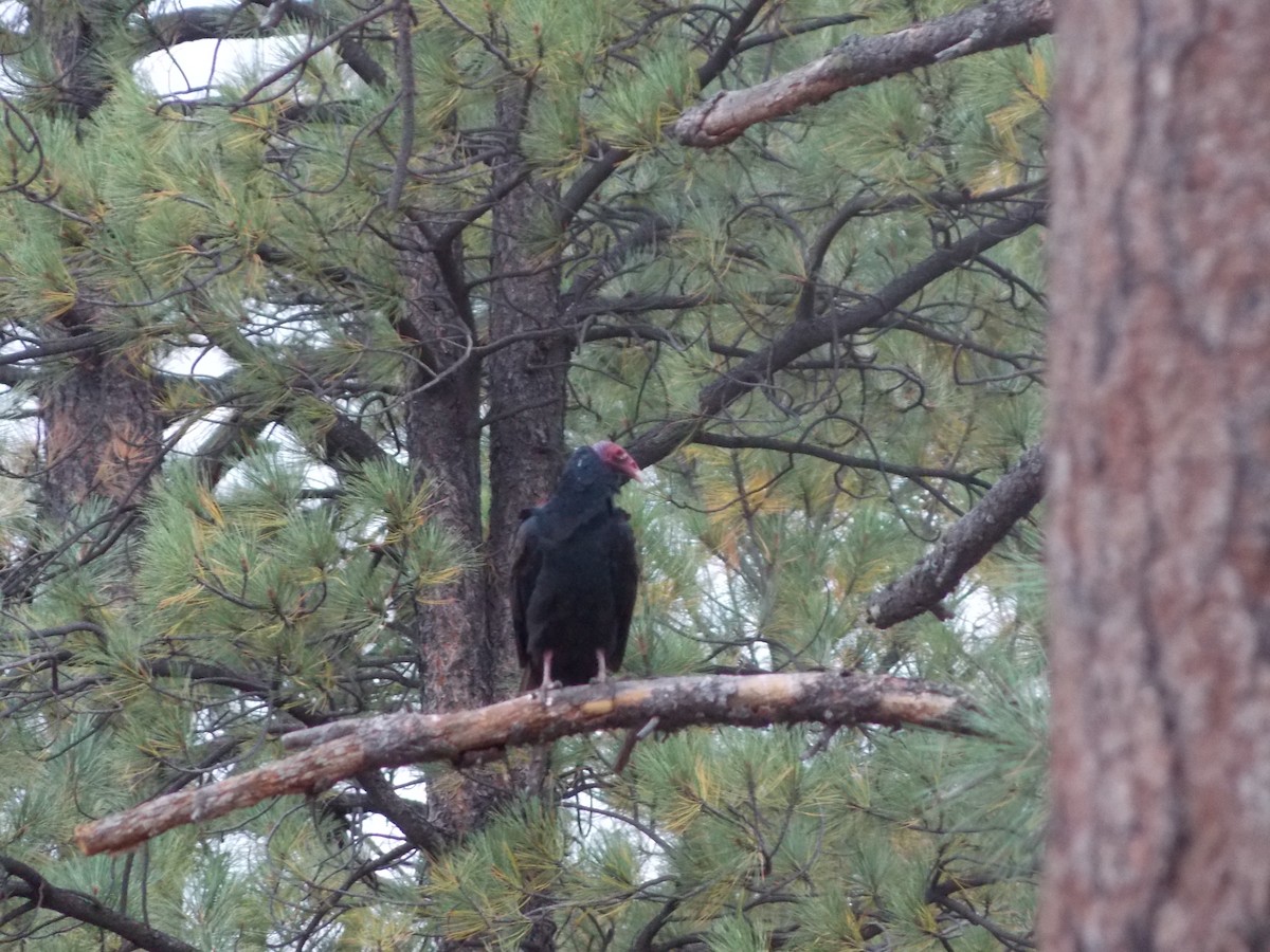 Turkey Vulture - ML642818133