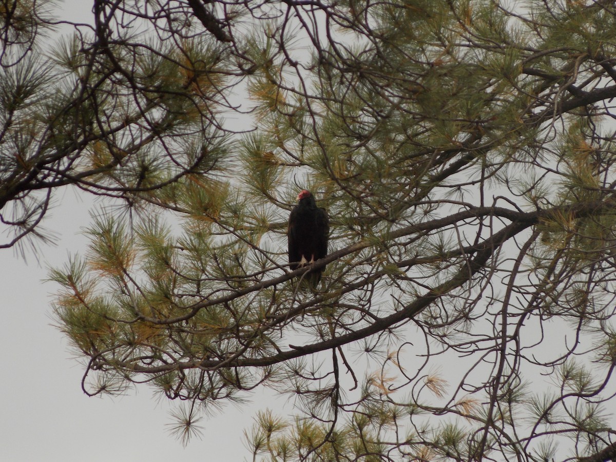 Turkey Vulture - ML642818134