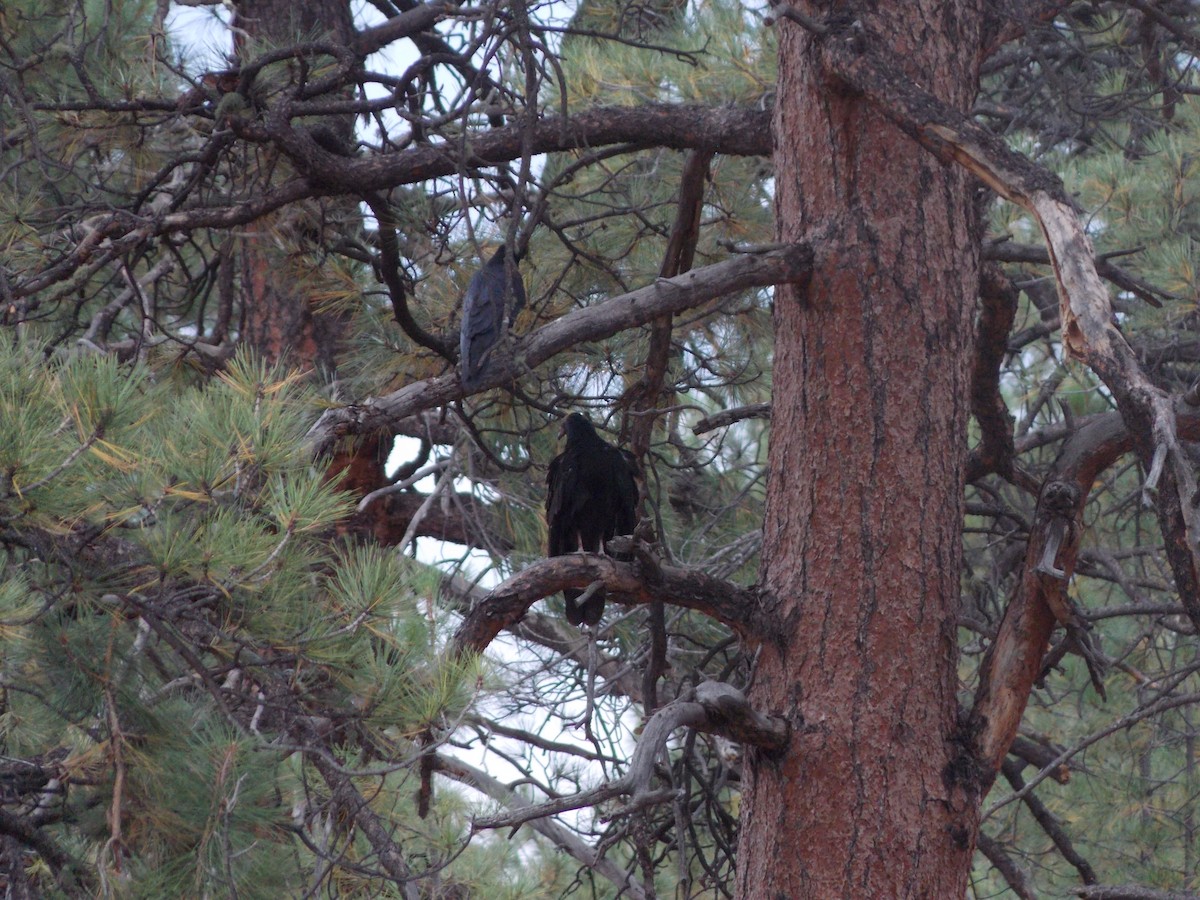 Turkey Vulture - ML642818135