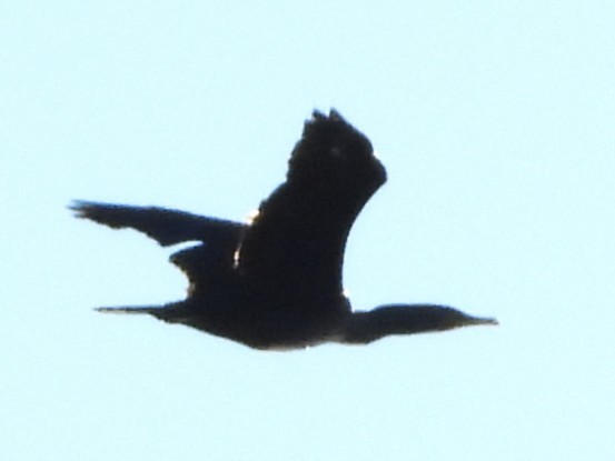 Double-crested Cormorant - ML642818139