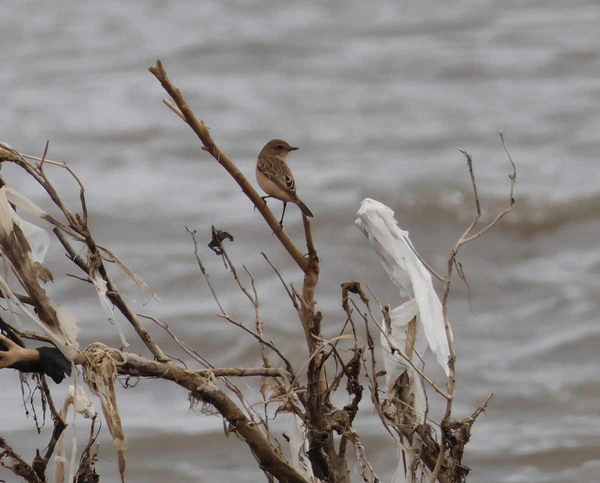 Siberian Stonechat - ML642818150