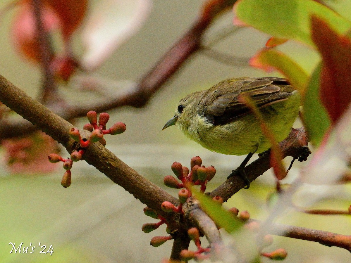 Nilgiri Flowerpecker - ML642818152