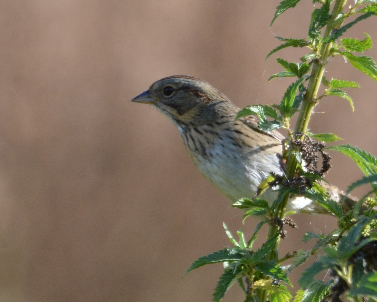 Lincoln's Sparrow - ML642818153