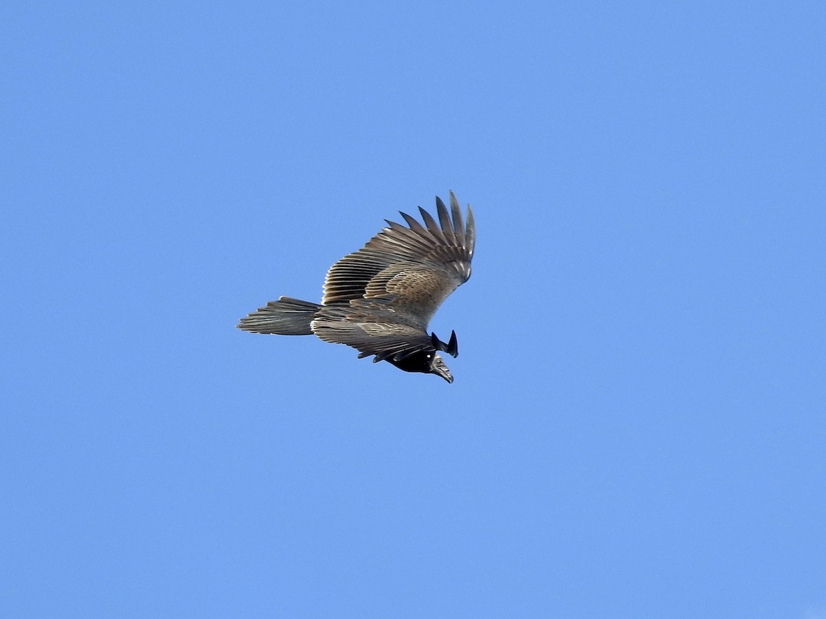 Turkey Vulture - ML642818155