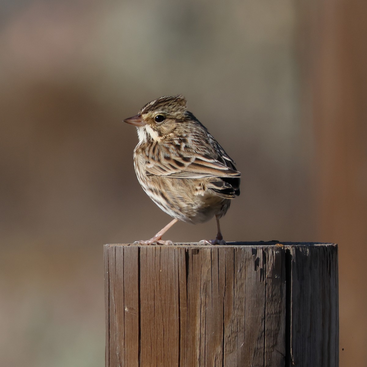 Savannah Sparrow - ML642818169